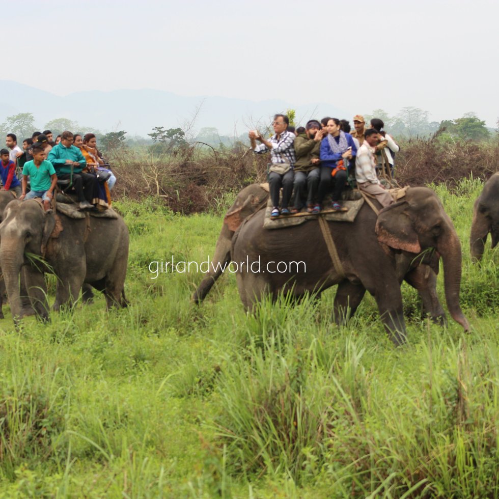 Kaziranga national park how to visit where to stay when to visit